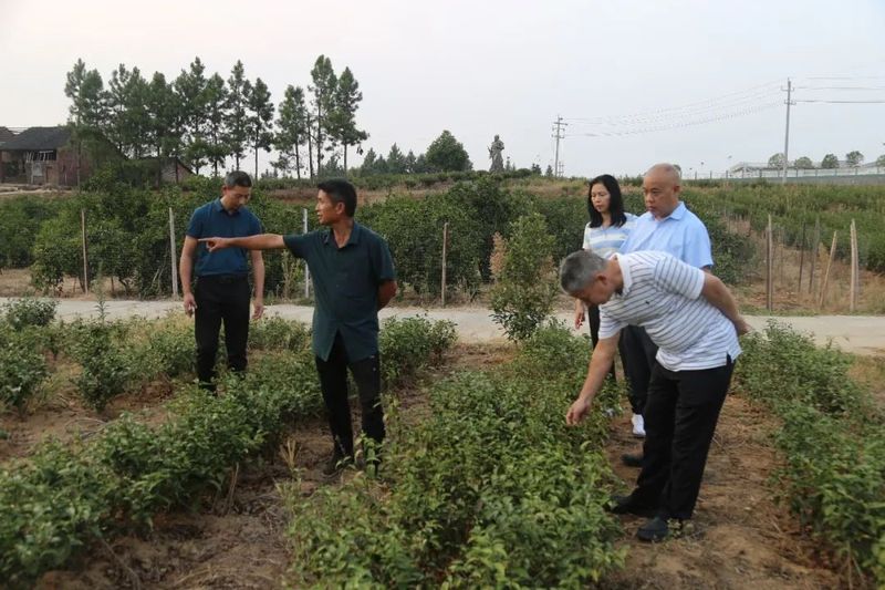 有关于湖南省茶叶研究所张曙光一行到邵阳调研指导茶产业的信息(5)