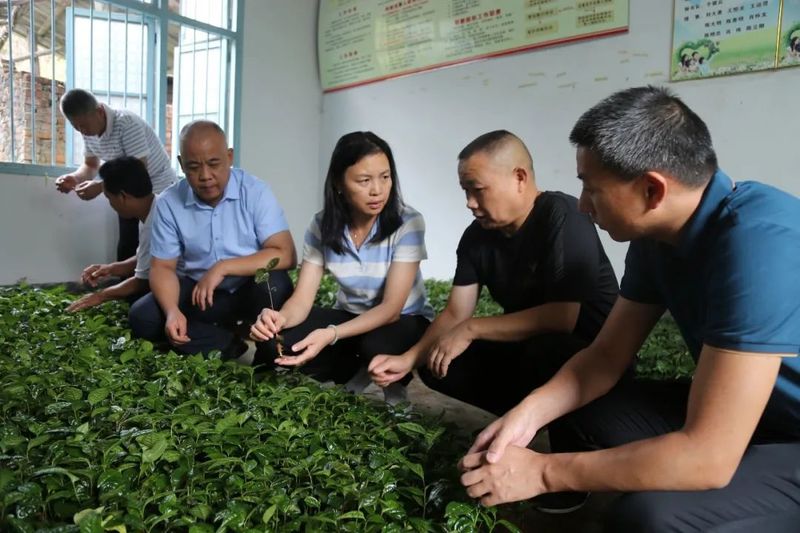 有关于湖南省茶叶研究所张曙光一行到邵阳调研指导茶产业的信息(4)