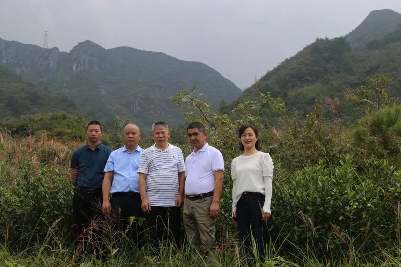 有关于湖南省茶叶研究所张曙光一行到邵阳调研指导茶产业的信息(2)