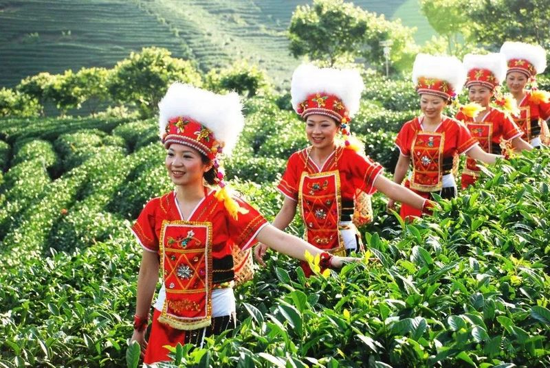 关于“小小叶子”赋能乡村振兴,探访藏在多彩民族里的茶风情的新闻(5)
