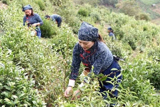 有关于昔日无名古茶 今日产销两旺的最新消息(1)