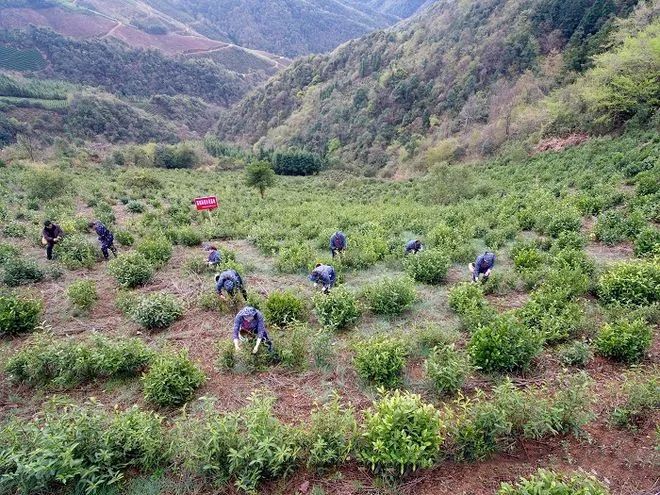 有关于昔日无名古茶 今日产销两旺的最新消息