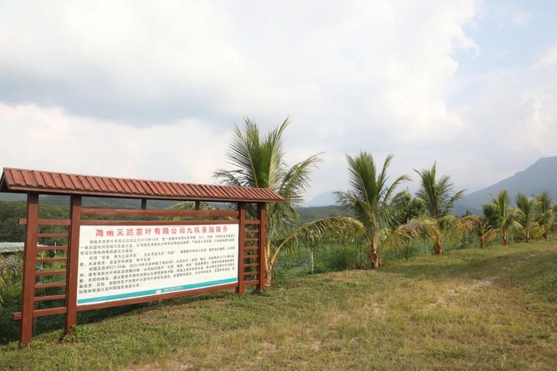 有关于县人大常委会组织驻白沙的省六届人大代表开展乡村振兴茶产业专题调研的信息(3)