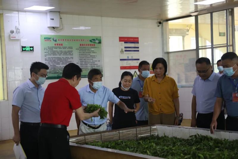 有关于县人大常委会组织驻白沙的省六届人大代表开展乡村振兴茶产业专题调研的信息(7)