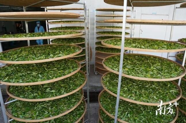 关于莲花山茶蜜栗香,秋茶采摘人倍忙:海丰县莲花山茶产业园系列报道的新闻(2)