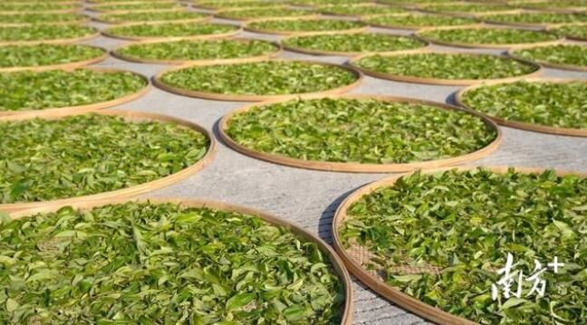 关于莲花山茶蜜栗香,秋茶采摘人倍忙:海丰县莲花山茶产业园系列报道的新闻(3)