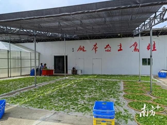 关于莲花山茶蜜栗香,秋茶采摘人倍忙:海丰县莲花山茶产业园系列报道的新闻(1)