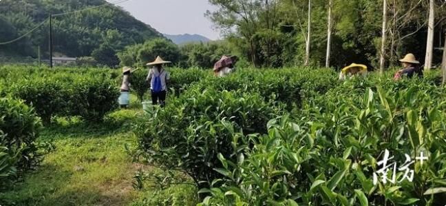 关于莲花山茶蜜栗香,秋茶采摘人倍忙:海丰县莲花山茶产业园系列报道的新闻