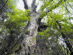 关于房县1800年古茶树的传奇故事：饮茶数日救活庐陵王的信息