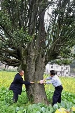关于房县1800年古茶树的传奇故事：饮茶数日救活庐陵王的信息(1)