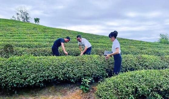 关于首笔“武义茶园共富贷”贷动增收共富经的新闻