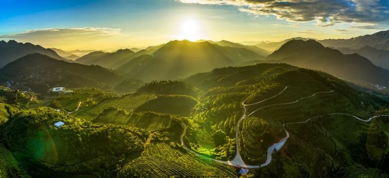 有关于安溪：做好“三茶”统筹推进茶产业高质量发展的内容