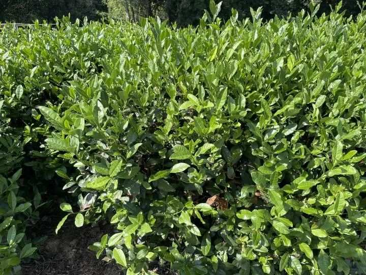 关于今夏晒伤的西湖龙井茶树大部分恢复 来年产量影响不大的内容(5)