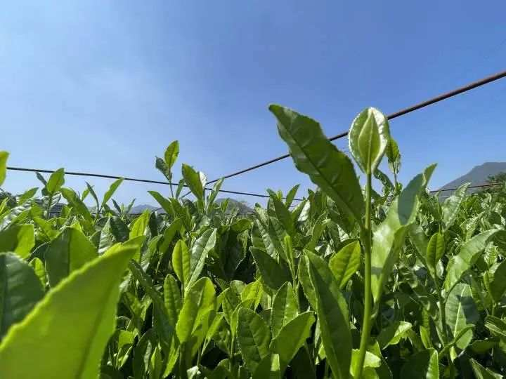 关于今夏晒伤的西湖龙井茶树大部分恢复 来年产量影响不大的内容