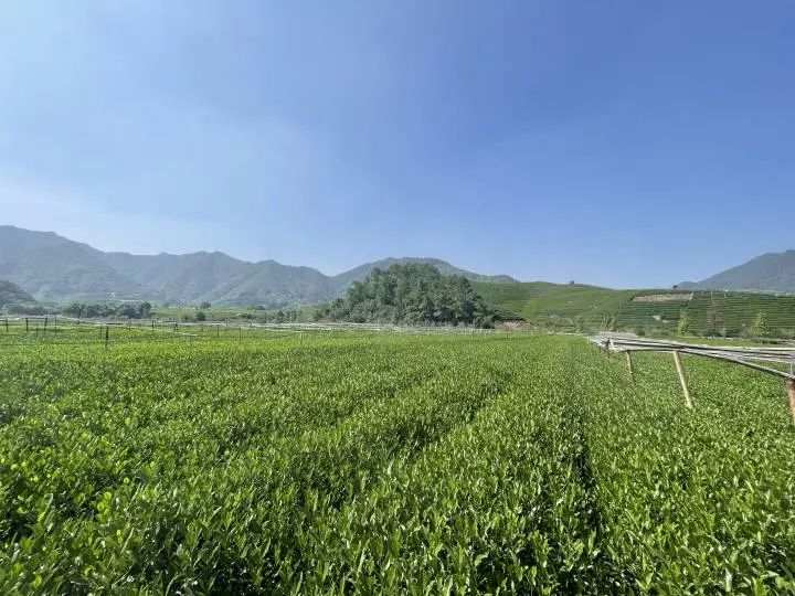 关于今夏晒伤的西湖龙井茶树大部分恢复 来年产量影响不大的内容(4)