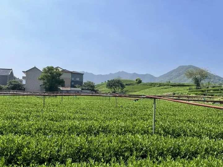 关于今夏晒伤的西湖龙井茶树大部分恢复 来年产量影响不大的内容(1)