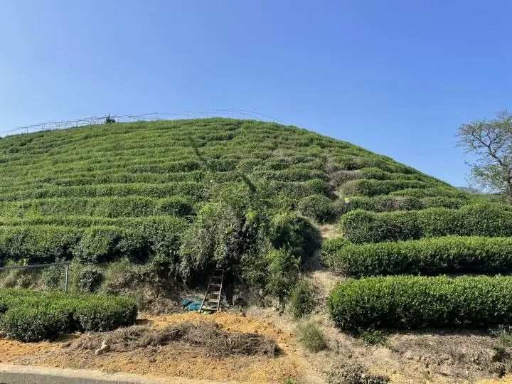 关于今夏晒伤的西湖龙井茶树大部分恢复 来年产量影响不大的内容(6)