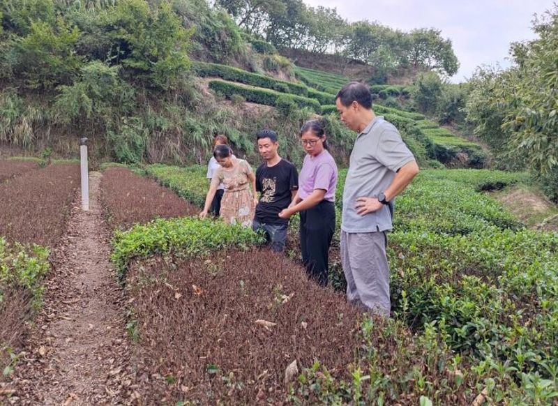 关于夷陵区打造“6+N”秋冬样板 力保茶叶丰产优质的相关内容(1)