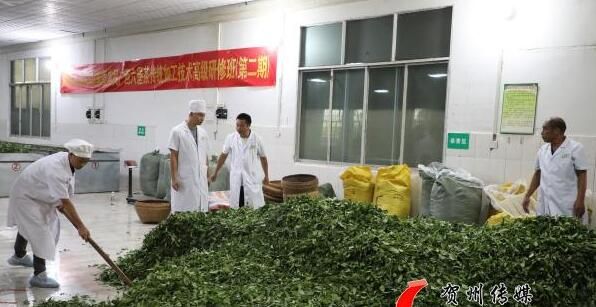 关于昭平县走马镇福行村：茶产业发展驶上“快车道”的相关信息