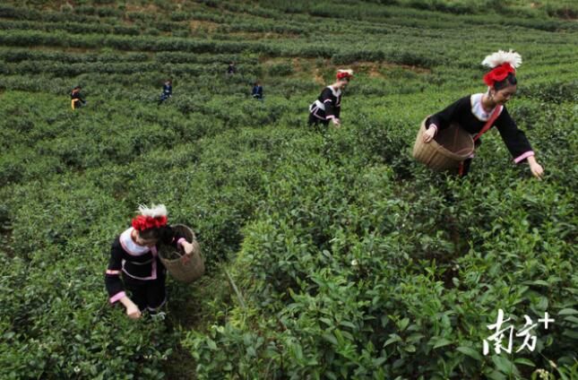 关于连南大叶茶：历史悠久的“绿色宝石”连南大叶茶品鉴会系列报道的信息(4)