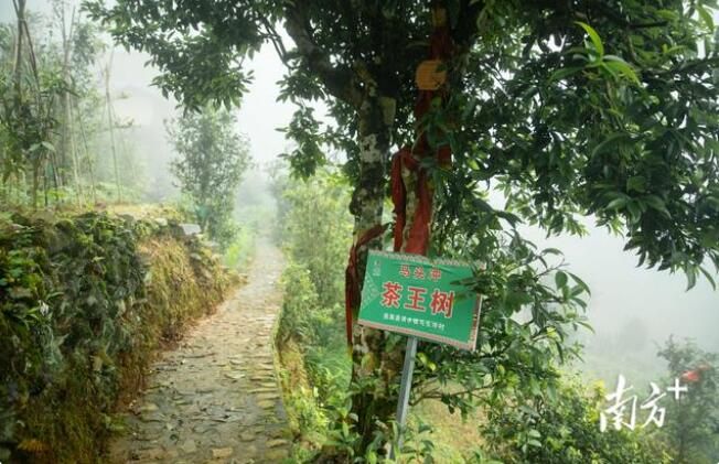 关于连南大叶茶：历史悠久的“绿色宝石”连南大叶茶品鉴会系列报道的信息(2)