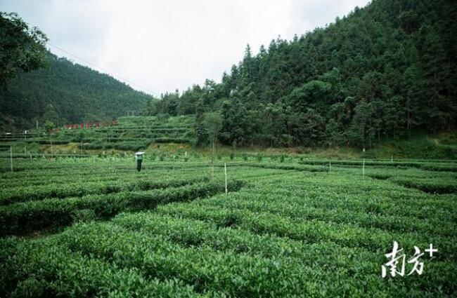 关于连南大叶茶：历史悠久的“绿色宝石”连南大叶茶品鉴会系列报道的信息(1)
