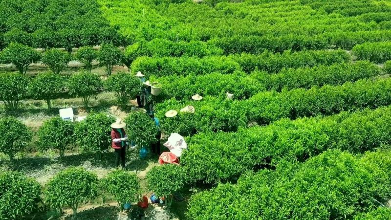 关于委员优秀发言：加快转型升级 推动凤凰茶产业高质量发展的资讯