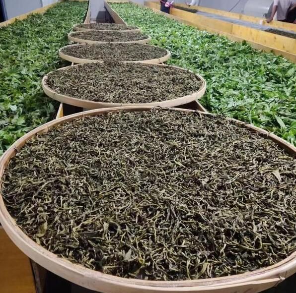 有关于“茶叶销售破3000亿”“乌龙茶国标全球发布”“六堡茶发展高峰论坛”的信息(7)