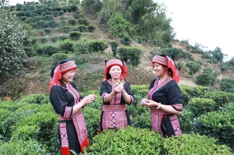 有关于“茶叶销售破3000亿”“乌龙茶国标全球发布”“六堡茶发展高峰论坛”的信息(3)