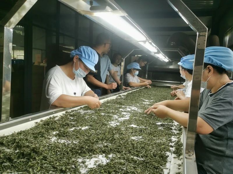 有关于松溪邮储：“贷”动茶产业茁壮成长的相关内容(1)