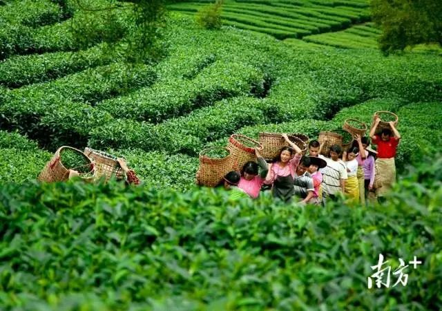 有关于茶叶成茶业,青山变金山 : 广东三农这十年的相关信息(7)