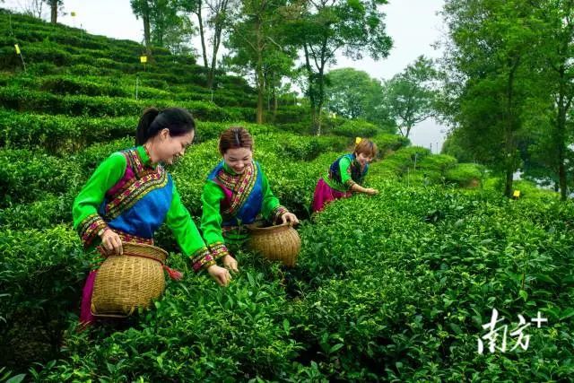 有关于茶叶成茶业,青山变金山 : 广东三农这十年的相关信息