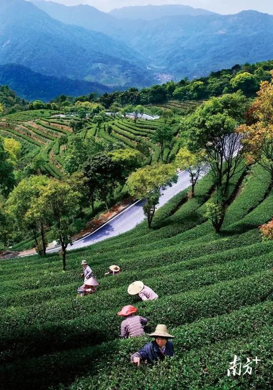有关于茶叶成茶业,青山变金山 : 广东三农这十年的相关信息(2)