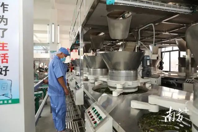 有关于茶叶成茶业,青山变金山 : 广东三农这十年的相关信息(6)