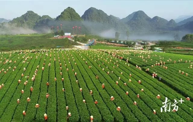 有关于茶叶成茶业,青山变金山 : 广东三农这十年的相关信息(5)
