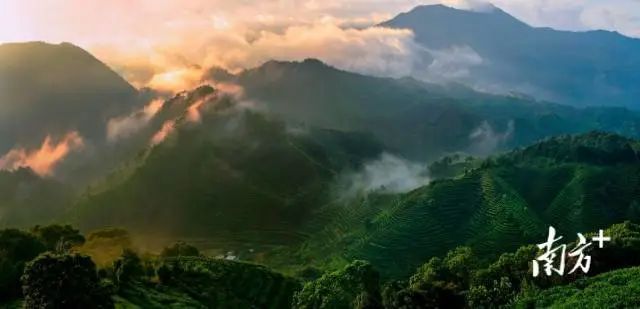 有关于茶叶成茶业,青山变金山 : 广东三农这十年的相关信息(1)