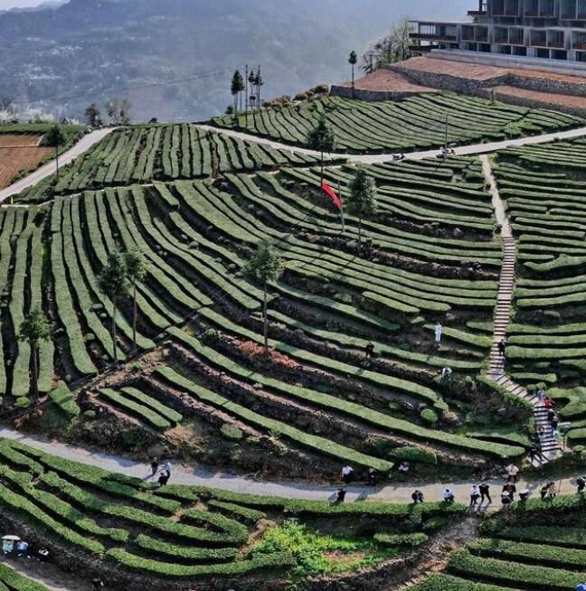 有关于万里茶道话今昔·发展篇：茶润荆楚 茗韵悠长的相关内容