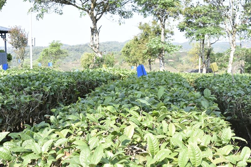 关于一周速读：全国秋茶采摘、陕西“十四五”茶产业发展规划、茶叶中风险物质的消息(1)