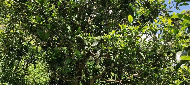 关于一周速读：全国秋茶采摘、陕西“十四五”茶产业发展规划、茶叶中风险物质的消息