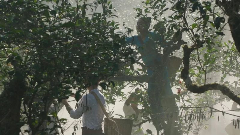 关于一周速读：全国秋茶采摘、陕西“十四五”茶产业发展规划、茶叶中风险物质的消息(8)