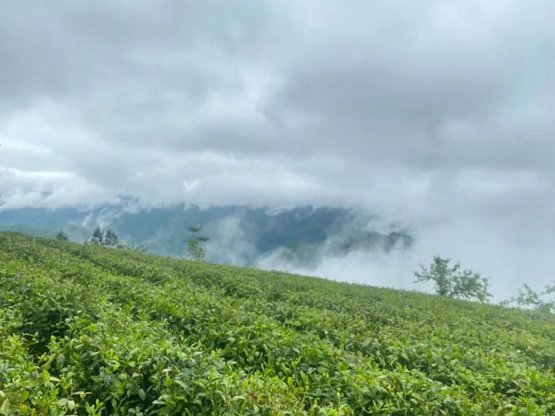 关于一周速读：全国秋茶采摘、陕西“十四五”茶产业发展规划、茶叶中风险物质的消息(3)