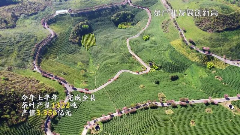 关于黔南州“‘四新四化'谱新篇:2022上半年惠水县茶产量1322吨,产值3.356亿元!的内容