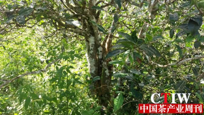 关于云南双江县:十余年间,原本每斤2到3元的藤条茶现在卖到80多元的新闻