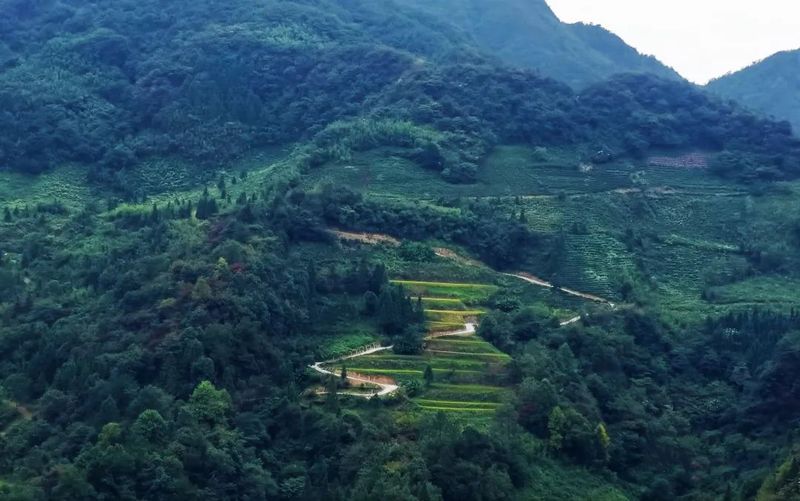 有关于都匀市茶农村:8条茶产业路架起群众增收致富桥的相关信息(2)