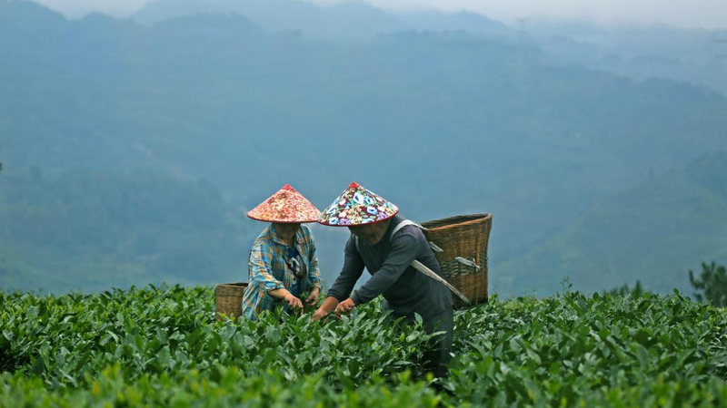 关于雅安名山区大力实施“茶业提效”工程奋力书写茶产业发展新篇章的资讯(1)