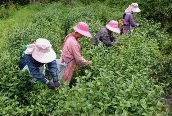 关于做“三农”政策坚定实践者 让致富小康金果果红遍山岗的最新消息