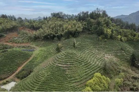 关于做“三农”政策坚定实践者 让致富小康金果果红遍山岗的最新消息(3)