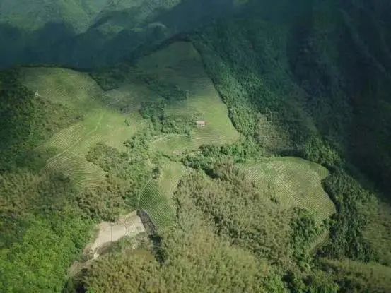 关于做“三农”政策坚定实践者 让致富小康金果果红遍山岗的最新消息(1)