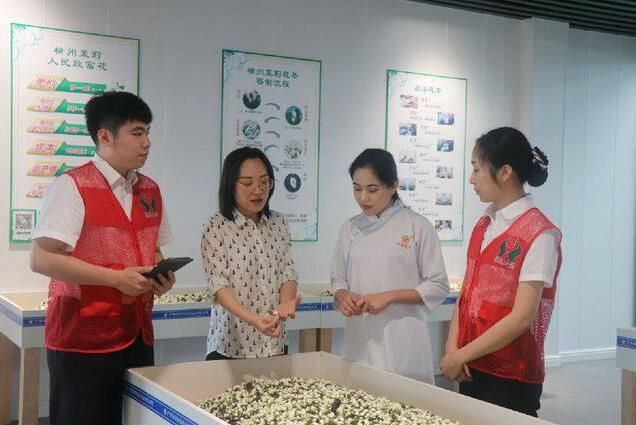 关于“四个坚持”助推横州茉莉花茶产业发展的相关内容(2)