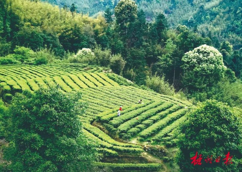 关于品千年名茶韵味 论产业发展前景,“茶船古道·六堡茶发展高峰论坛”将在南宁市举办的消息(1)